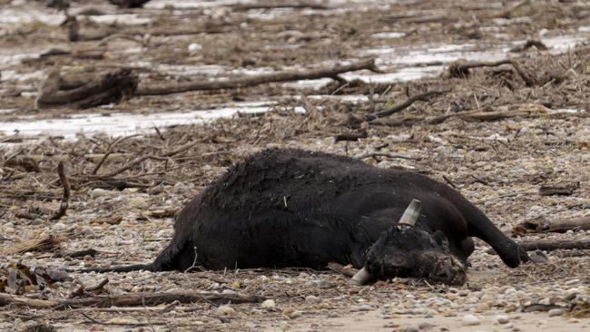 Bull has washed up on an East Devonport beach.Picture: Grant Viney