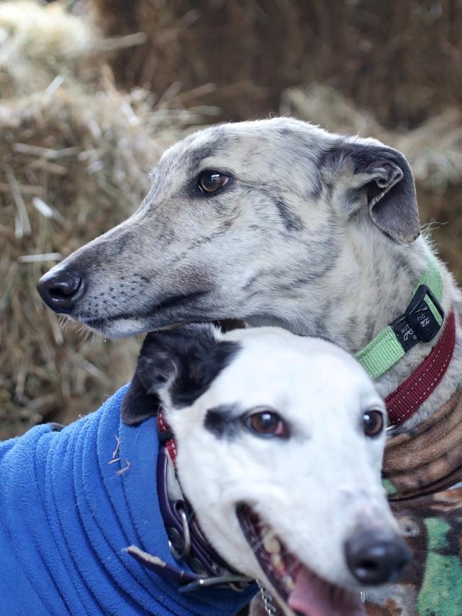 Greyhounds Whiz (white and black) and Stanley (brindle) were up for adoption at Brightside Farm Sanctuary in 2017. Picture: LUKE BOWDEN