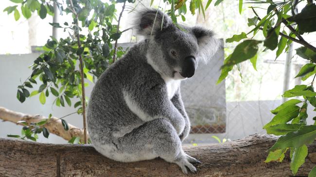Koala in permanent residence at the Friends of the Koala base in East Lismore. Photo Cathy Adams / The Northern Star