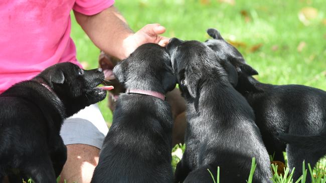 Kelpie puppies bred by breeder Steve Serone.