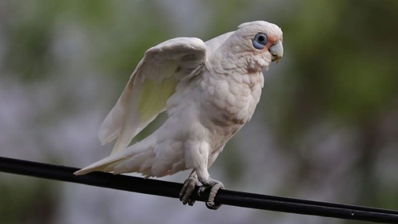 Dozens of little corellas, like the one pictured, have been hit by cars on a road near Clifton. By Donna Sanders.