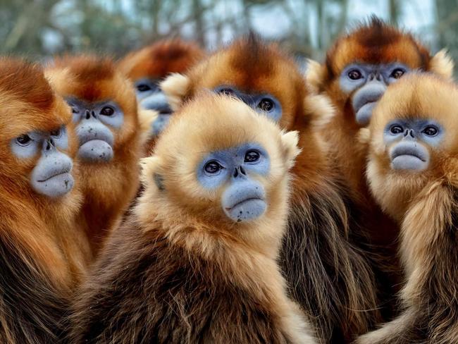 Golden snub-nosed monkeys in a scene from Seven Worlds, One Planet. Picture: Nick Green/BBC NHU