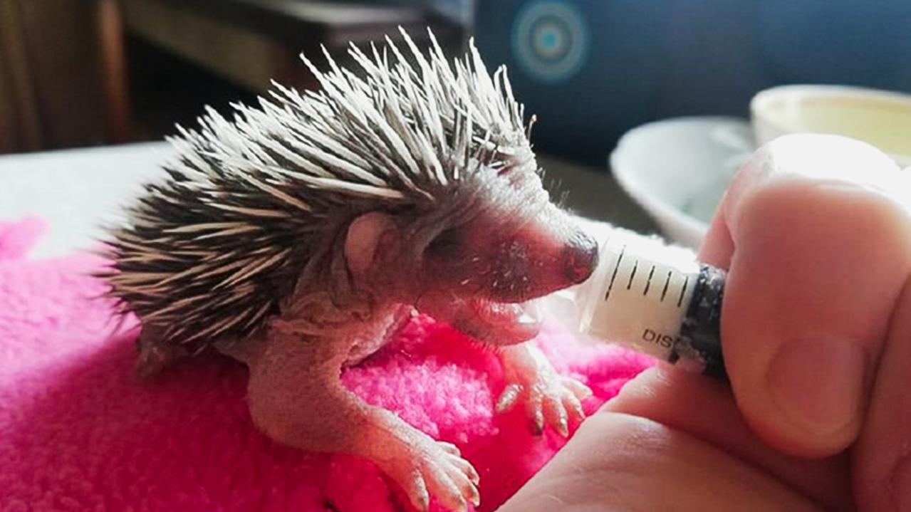 Rescuers feed a baby hedgehog at the First Private Hedgehogery.