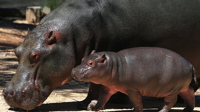 Why this Cairns hippopotamus is proving to be an awesome mother | The ...