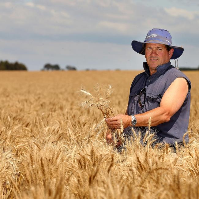 Graeme McCrow Westmere pictured in a paddock of wheat. Picture: Andy Rogers