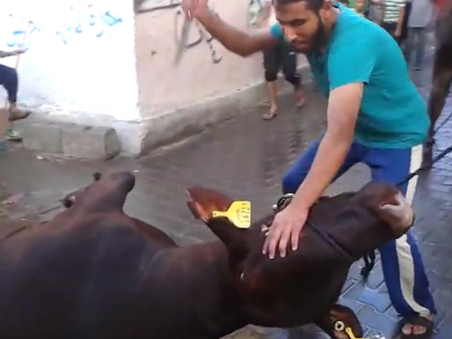 A man prepares to stab an animal in the neck.