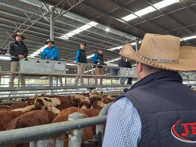 Feedlot buyers helped support heavier cattle at Yea, dominating purchases in the opening lanways of steers and heifers weighing above 400kg.