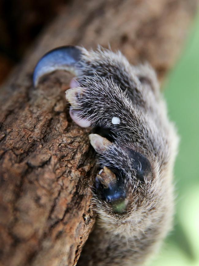 Baz’s claws were injured in the bushfires. Picture: Nathan Edwards