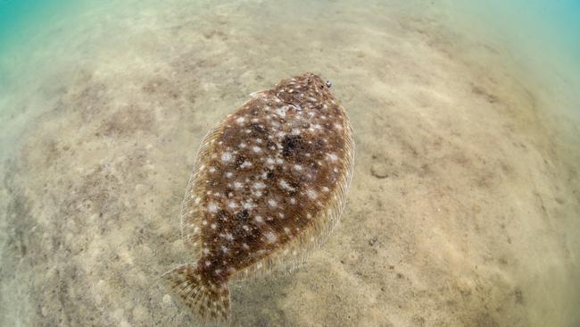 The flounder is an amazing creature that transform from a normal fish to a flat fish. Picture: Al McGlashan