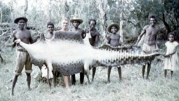 Hunting crocodiles for their skins was a major industry in the 1950s and resulted in a severe decline in the population. After salties were protected in 1971, numbers recovered and constant human-croc conflict management continues to this day. Picture: Supplied