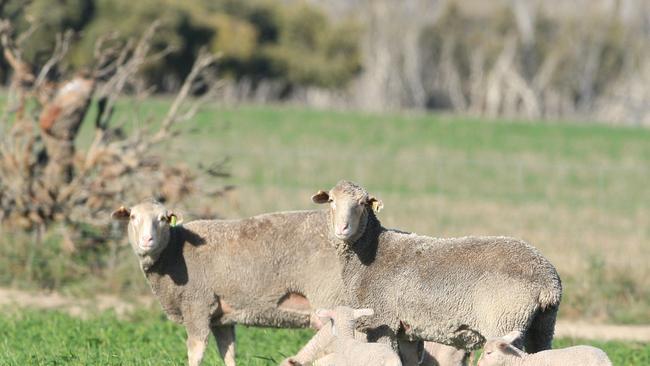 Moojepin Merinos WA is looking to get more lambs from foetuses to weaning.