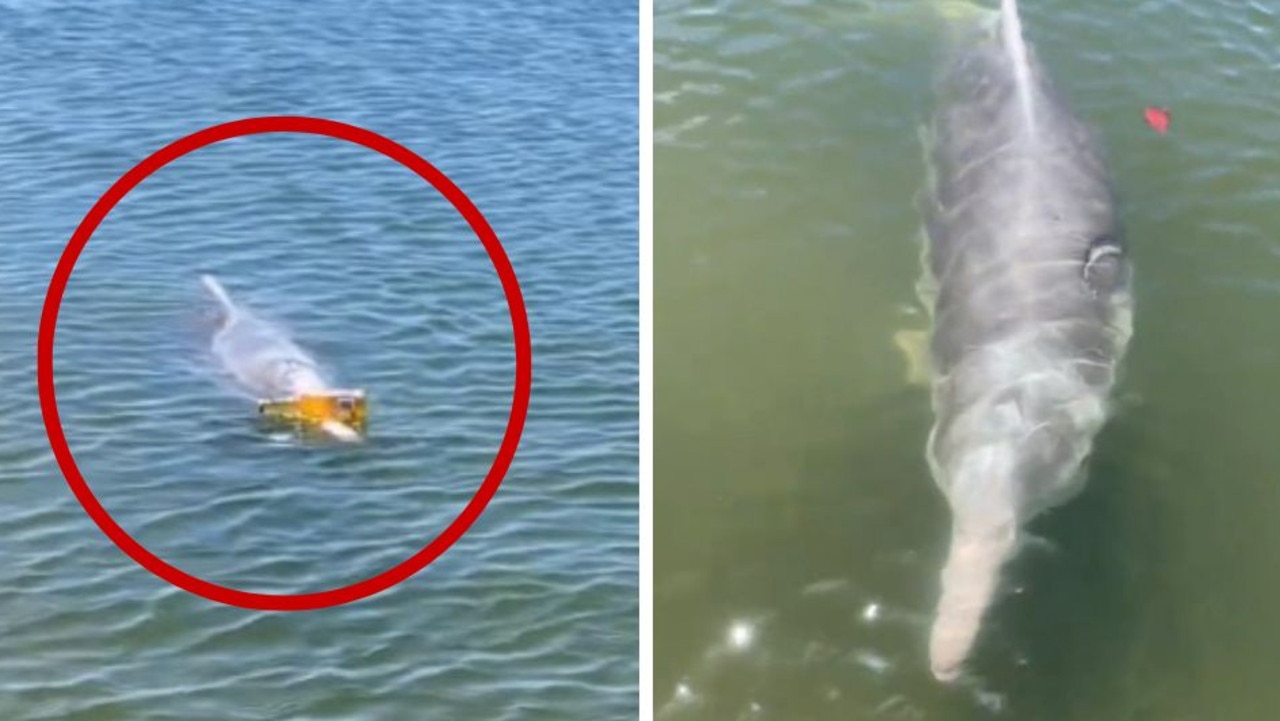 Dolphin’s remarkable act shocks beachgoers