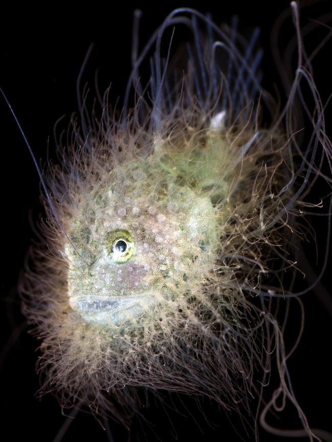 Highly Commended Category 5... Portrait. Lophiodes fimbriatus. Blackwater diving, defined as drifting through the open ocean at night over thousands of feet of water, is all about seeing life that you have never witnessed before. One night, my buddy pointed out what looked like an egg-yolk jelly, which aren’t commonly found in the shallows around Hawaii. But as I looked closer, fins and eyes started to appear and I realized this wasn’t a jelly at all, but an anglerfish! The 3 cm long fish with 6cm long tendrils was wonderfully camouflaged to look like a stinging, inedible jelly. You won’t find Lophiodes fimbriatus in any book on Hawaii’s fishes-this is the first time it has been observed this far east, and possibly the third time it has ever been seen at all! Picture: Jeff Milisen/USA /UPY 2017