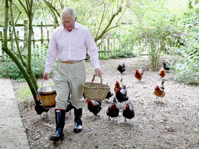 Charles feeding his Burford brown and Maran chickens early in the morning at Highgrove House, July 2018. Picture: Chris Jackson/Getty Images for Clarence House