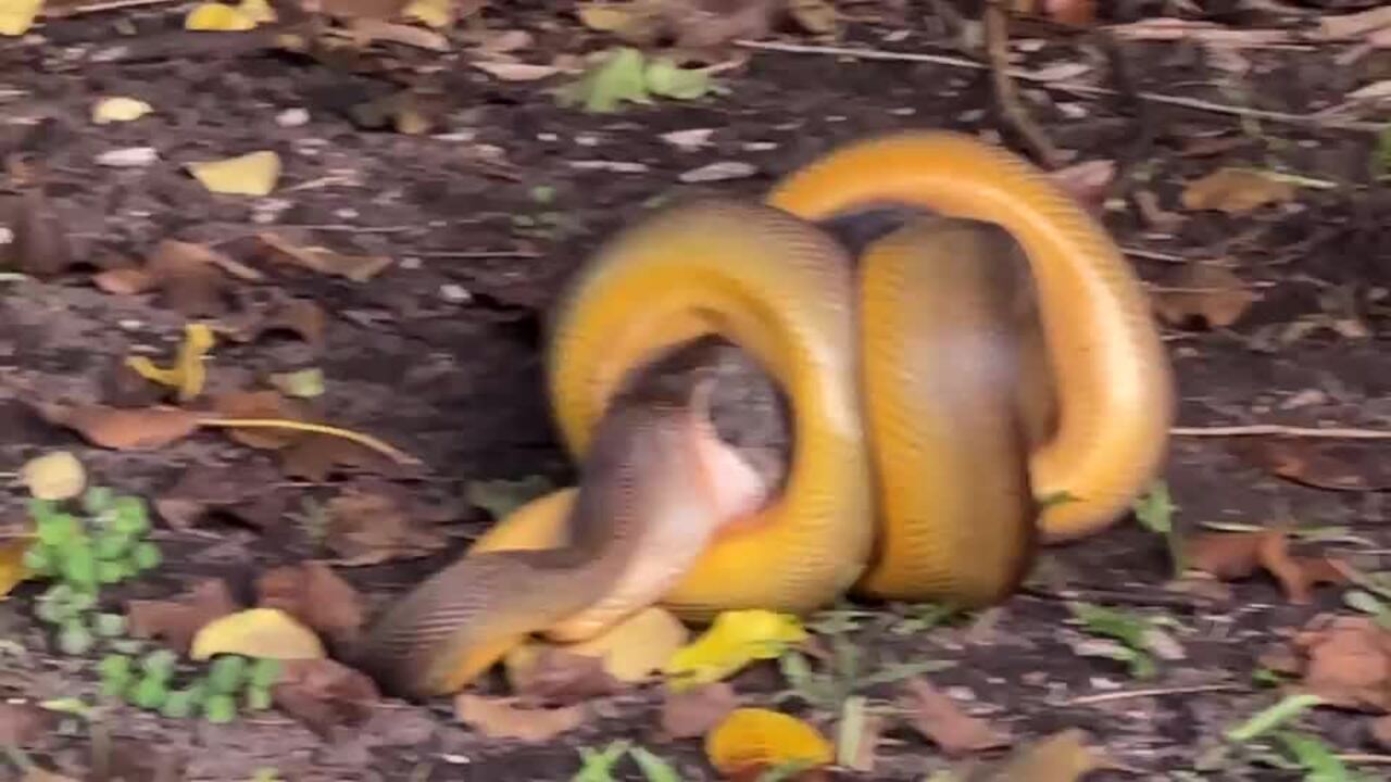 Possum vs. Water Python