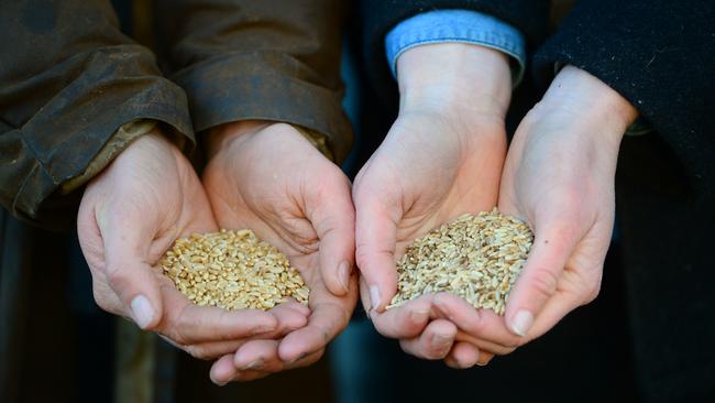 Spitfire wheat in Ian Congdon's hands and cereal rye in Courtney Young's hands.