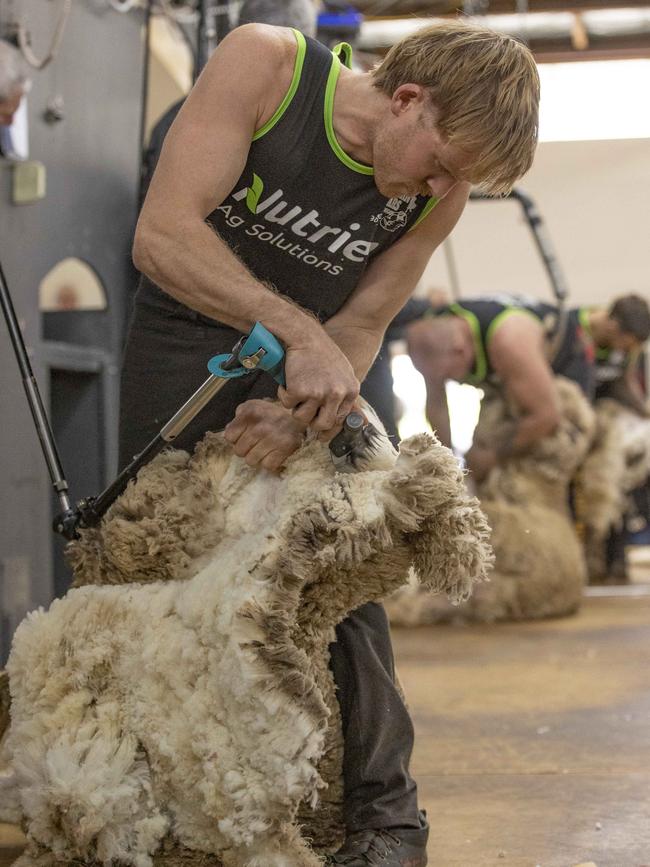 Shearer Sam Bacon in action at Bendigo Sheep and Wool Show. More growers are using Wool Advances to pay shearing costs, before the sale of their clip.Picture: Zoe Phillips