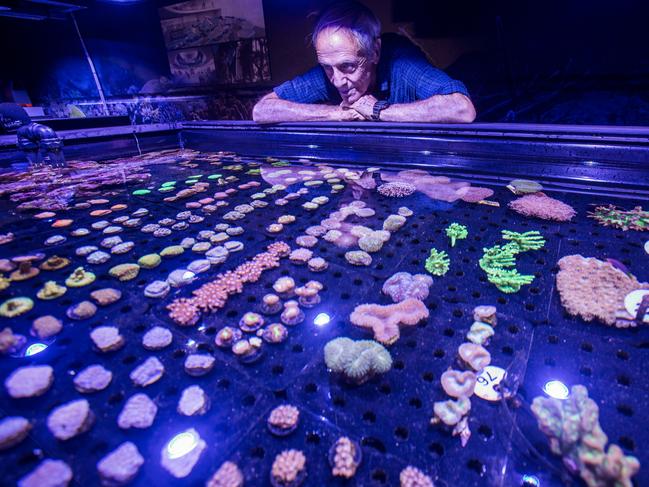 Hundreds of living coral samples have been preserved in the Living Coral Biobank in Cairns Aquarium. Picture: Supplied