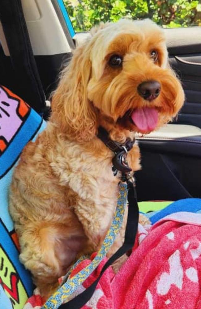 Ted: Sally Haigh's 2 and a half year old Spoodle