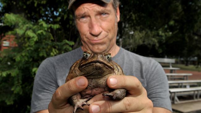 Cane toad handler?