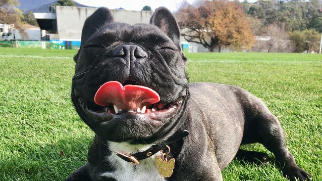 15/06/2019 - Zara the Frenchie enjoying Hobart winter at JohnTurnbull Park in Lenah Valley Picture: Rebecca Ridgeway