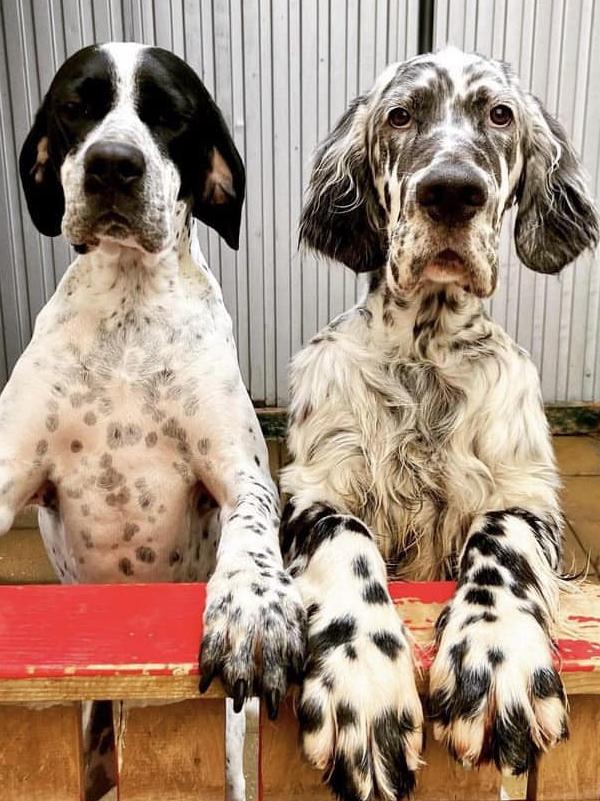 Miracle (right) at home with best mate Kiki. Picture: Facebook