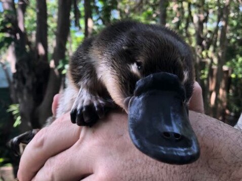 Jarrah the juvenile platypus was rescued last year after being found dehydrated and covered with ticks under a house in the Gold Coast hinterland. Picture: Queensland Department of Environment and Science