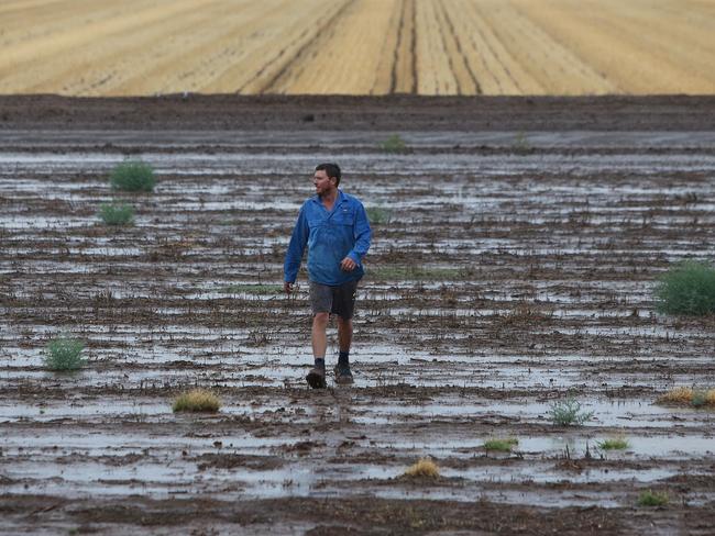 Farmer Nat Groves walks through rain drenched paddocks on the  family farm near Gunnedah in drought-ravaged North West NSW. Picture by Peter Lorimer.