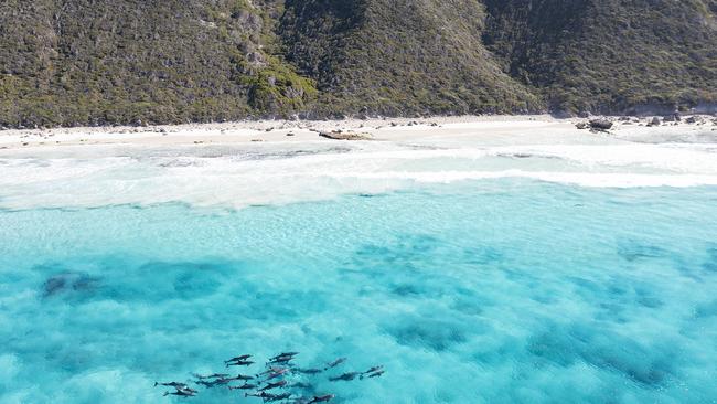 Dolphins swimming at Twilight Bay, Esperance. Picture: Tourism WA