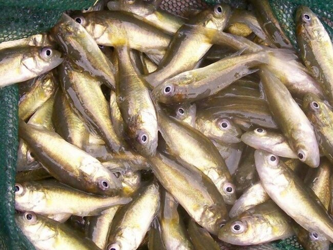 Golden perch fingerlings. Photo: Fisheries Queensland via Sail-World.