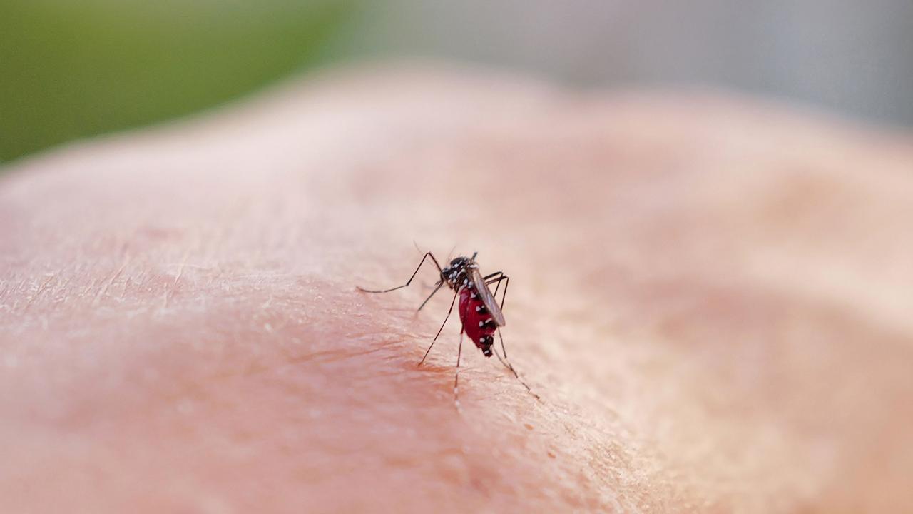 Typical symptoms of dengue fever can include sudden onset of fever, extreme tiredness, intense headache. Picture: Valery HACHE / AFP.