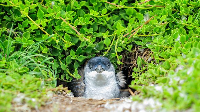 House proud males prepare the burrow for some alone time.