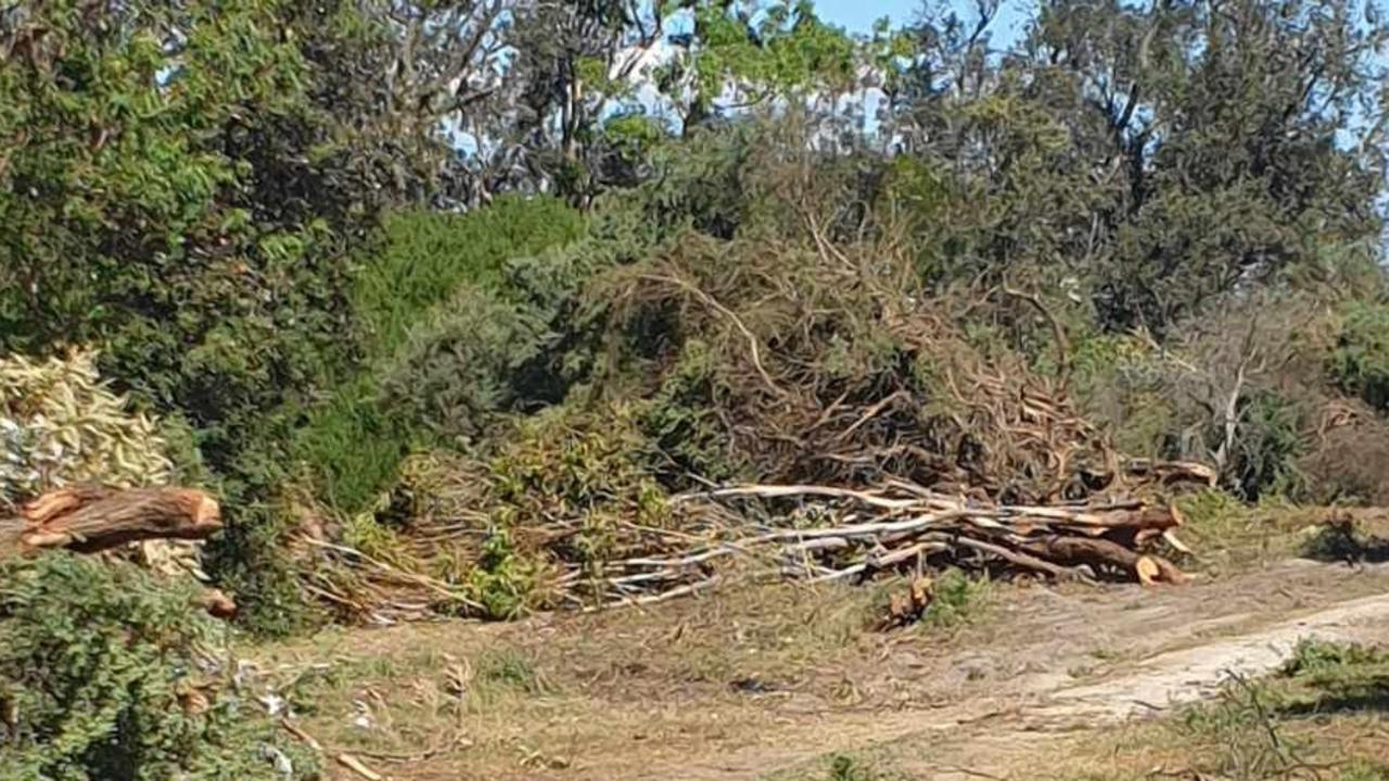 Trees removed from Groves Reserve for a level crossing removal project, where local residents are fighting to save sensitive vegetation. Picture: Rosemary West