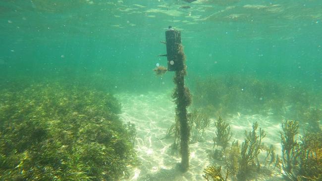 The star dropper found embedded in the ocean off Brighton Beach. Picture: Supplied