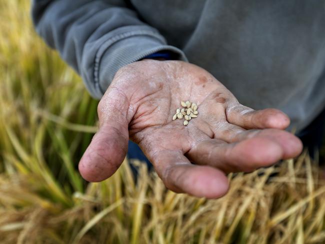 Rice harvest in off and running in the riverina. Jeremy Morton is a rice grower in Moulamein, NSW he is growing Koshihikari, a traditional Japanese sushi rice Picture: ANDY ROGERS