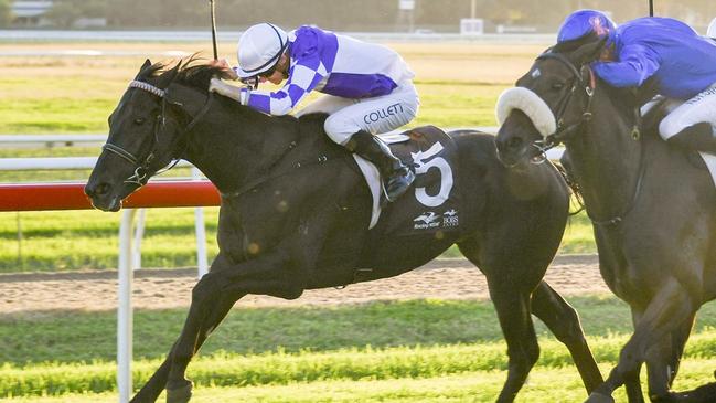 The Maxinator (pictured) and Dark Euro can give trainer Fleur Blanch her first training quinella at Grafton on Sunday. Picture: Bradley Photos