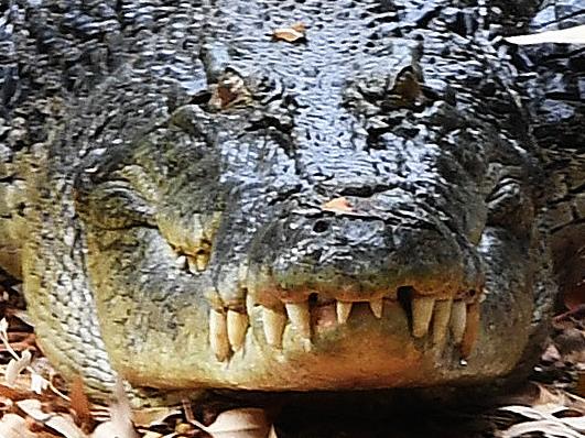 NT's most famous croc Smaug will be the star of Aussie thriller Black Water: Abyss. It's a survival horror about four friends on a caving trip who become trapped on the banks of an underground lake as it fills with water, a croc the size of a minibus snapping at their feet.  Picture Katrina Bridgeford.