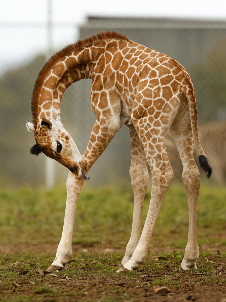 The baby giraffe is confident and curious, his keepers say.