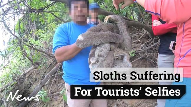 Sloths are suffering for selfies