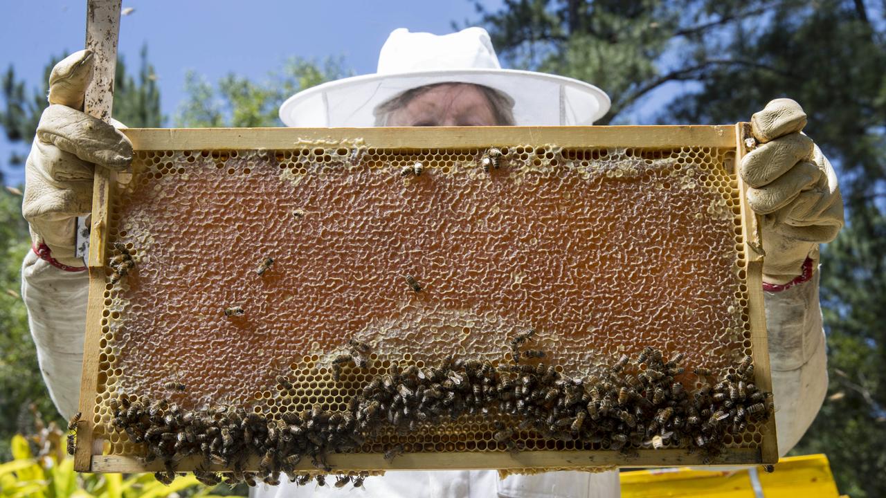 Not only do European honey bees make delicious honey, they are also responsible for pollinating most of the food crops we eat. Picture: Russell Shakespeare