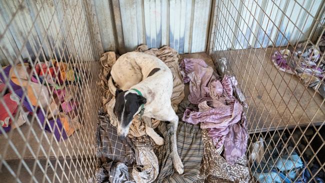 A photo of one of the puppy farms investigated by RSPCA in southeast Queensland last year.