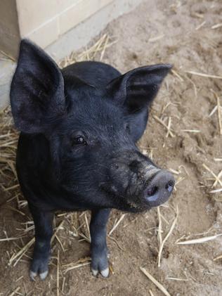 Rescued pig now thriving and looking for a new home | Daily Telegraph