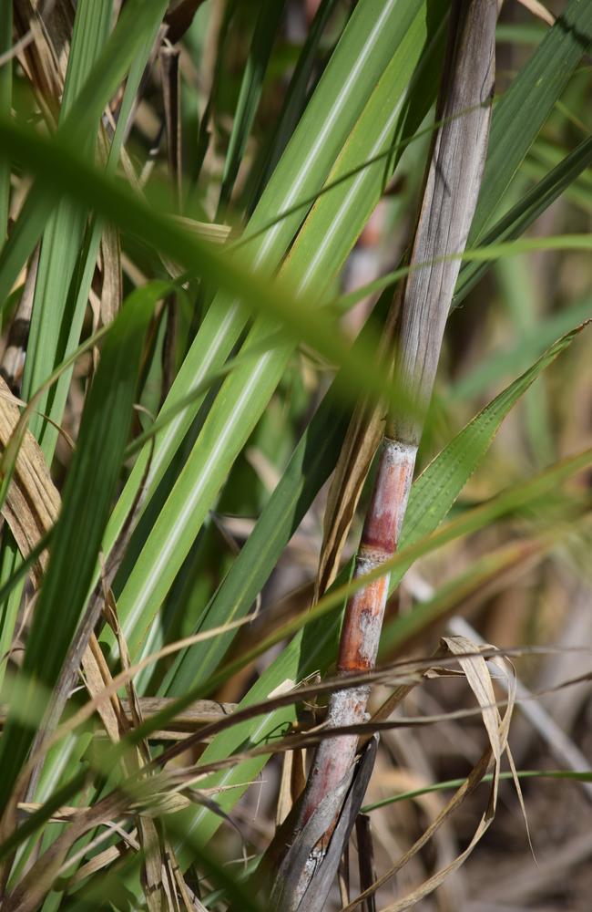 Sugar cane is grown for it’s super sweet central stalks, or canes. Everything else is labelled ‘cane trash’ and often burnt off in the paddocks.