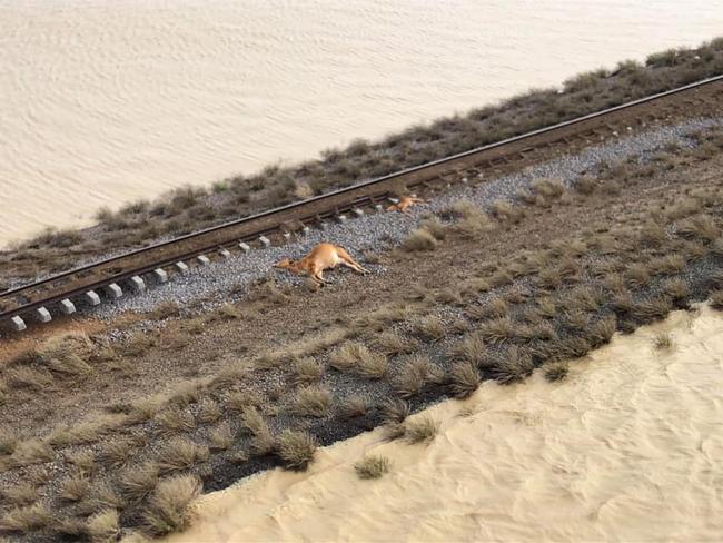 Many of the animals who didn’t drown had to be humanely put down. Picture: Rae Stretton