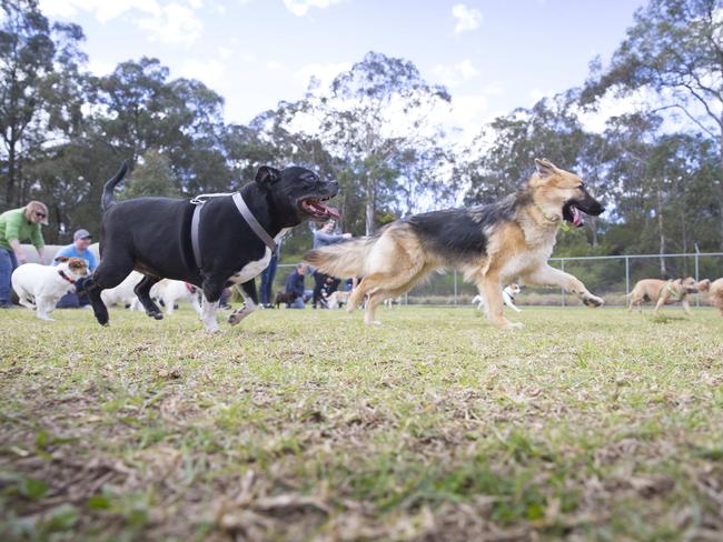 Macarthur Chronicle - Pictured: - Campbelltown Pug Club held a Pug meet and greet along with a few casual races at Mary Brookes Park, Kellerman Drive, Campbelltown NSW Australia. Other breeds of dog were also invited to race.