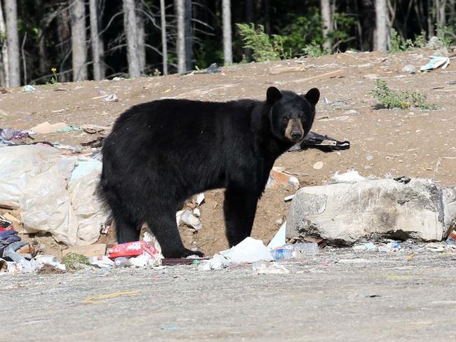 Bears were spotted at the food dump in York Landing where the suspects were believed to be scrounging for food. Picture: Clint Brewer/ News Corp Australia