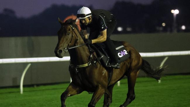 Wodeton worked without winkers at Rosehill on Thursday morning. Picture: Richard Dobson