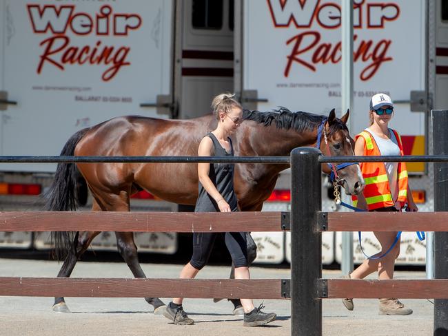 Handlers assist one of Weir's gallopers at his former Miners Rest stables.