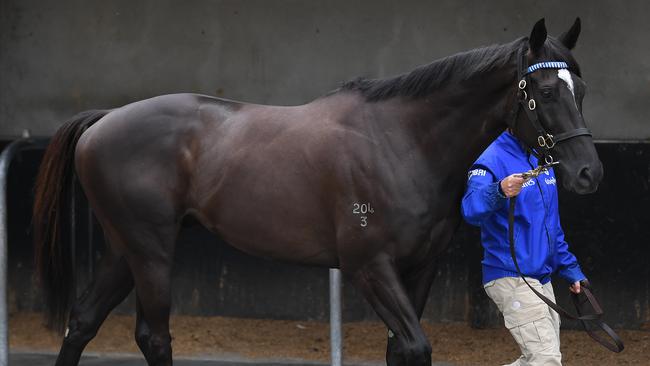 James Cummings will bank on Avilius to give him his first Melbourne Cup on Tuesday. Picture: AAP