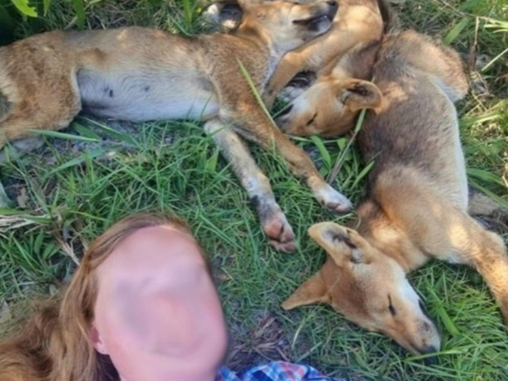 A woman was fined $2300 for taking a selfie with dingoes on K'gari in Queensland.